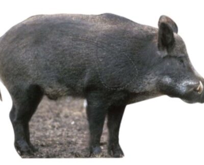 Targets - Vildsvin Sugga Naturlig storlek