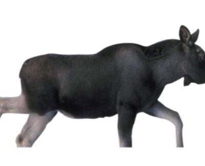 Targets - Älgkalv Naturlig storlek