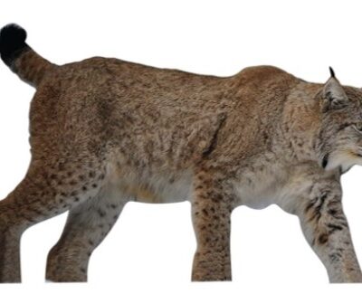 Targets - Lodjur Naturlig storlek