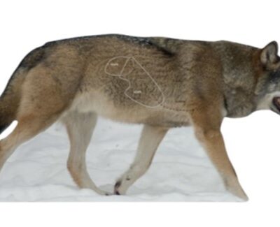 Targets - Varg Naturlig storlek